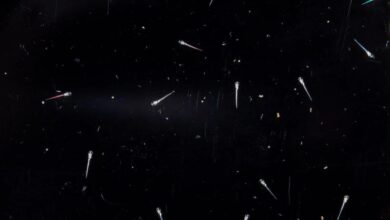 Τα ψάρια κοιμούνται σχεδόν όπως και οι άνθρωποι