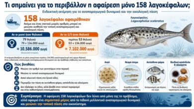 Συνεχίζεται το «σαφάρι» λαγοκέφαλων: Νεαρός από το Καστελόριζο «σπάει» το ρεκόρ και πιάνει 162 ψάρια
