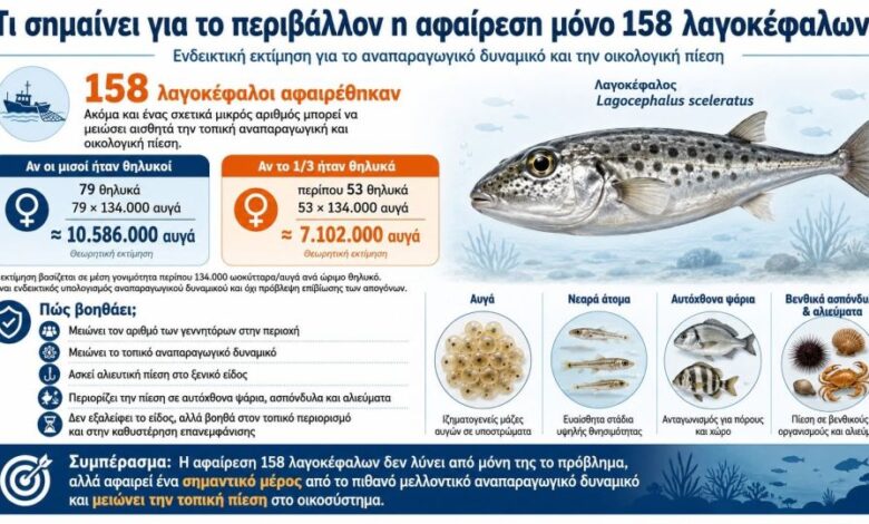 Συνεχίζεται το «σαφάρι» λαγοκέφαλων: Νεαρός από το Καστελόριζο «σπάει» το ρεκόρ και πιάνει 162 ψάρια Συνεχίζεται το «σαφάρι» λαγοκέφαλων: Νεαρός από το Καστελόριζο «σπάει» το ρεκόρ και πιάνει 162 ψάρια