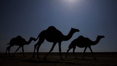 Αφρική: Ούτε οι καμήλες δεν αντέχουν πια την ζέστη