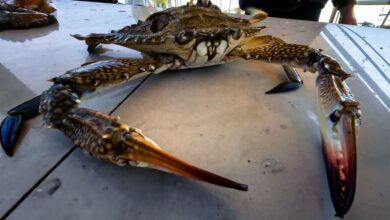 Μπλε καβούρι: Το ξενικό είδος που γίνεται νόστιμος μεζές – Από την Ερυθρά Θάλασσα στην Ελλάδα