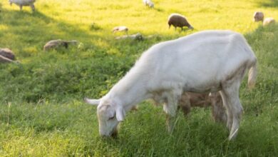 Η Ευρώπη αναζητά… κατσίκες για την πρόληψη πυρκαγιών