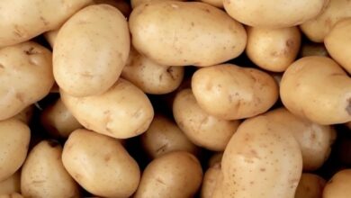 Οι πιο αστείοι νόμοι για το αυτοκίνητο παγκοσμίως