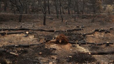Αττικοβοιωτία, η επόμενη μέρα μετά τη mega fire: Η «μάχη» πριν τις βροχές, αποζημιώσεις, αναδάσωση
