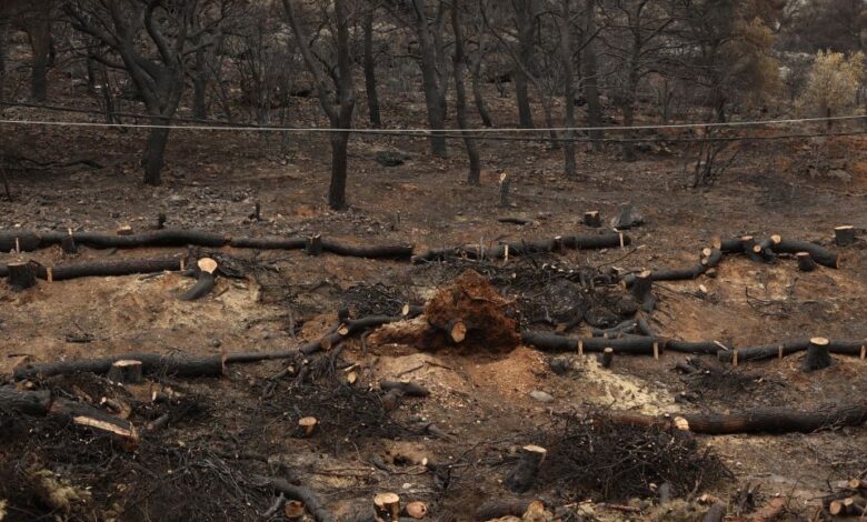Αττικοβοιωτία, η επόμενη μέρα μετά τη mega fire: Η «μάχη» πριν τις βροχές, αποζημιώσεις, αναδάσωση