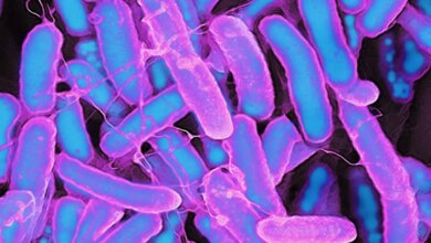 Έντερο: Διατροφολόγος και προπονητής εξηγούν γιατί θεωρείται πλέον ο «δεύτερος εγκέφαλος»