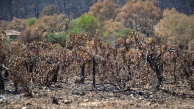 Κρασί και καύσωνες: «Χαλάει» το Pinot noir, αντέχει το Chardonnay σύμφωνα με μελέτη