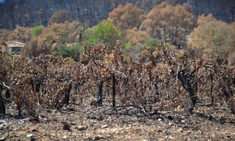Κρασί και καύσωνες: «Χαλάει» το Pinot noir, αντέχει το Chardonnay σύμφωνα με μελέτη