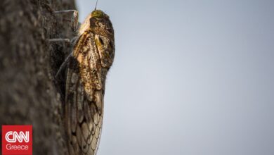 Κλιματική κρίση, πυρκαγιές: Πώς αλλάζουν το «τραγούδι» των τζιτζικιών-Κίνδυνος για την επιβίωσή τους
