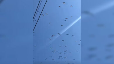 Σμήνος πελαργών περνά από τα Λεγραινά κατά τη μετανάστευσή του