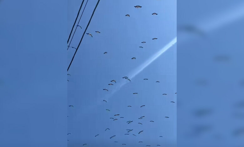 Σμήνος πελαργών περνά από τα Λεγραινά κατά τη μετανάστευσή του