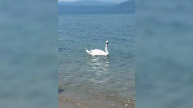 Βόρεια Εύβοια: Κύκνος έκανε την εμφάνισή του σε παραλία