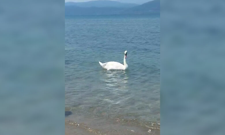 Βόρεια Εύβοια: Κύκνος έκανε την εμφάνισή του σε παραλία