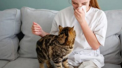 Κατοικίδια και αλλεργίες: Η αλήθεια πίσω από τους μύθους