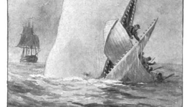 «Μόμπι Ντικ»: 175 χρόνια μετά, η φάλαινα που έγινε σύμβολο του ανθρώπινου φόβου