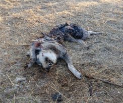 Τρόμος από επιθέσεις λύκων σε Άνω Λιόσια, Φυλή και Ζεφύρι
