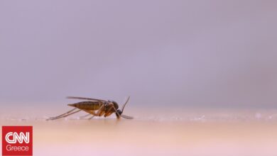Ανθεκτικά στα εντομοκτόνα τα κουνούπια – Ποιοι μηχανισμοί εξουδετερώνουν τη δράση τους Ανθεκτικά στα εντομοκτόνα τα κουνούπια – Ποιοι μηχανισμοί εξουδετερώνουν τη δράση τους