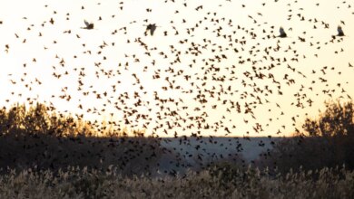 Κλείστε τα φώτα, περνούν αποδημητικά πουλιά