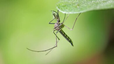 Ιός του Δυτικού Νείλου: Αυξημένα κρούσματα την τελευταία εβδομάδα