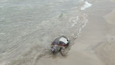 Ηγουμενίτσα: Νεκρή καρέτα καρέτα στο Μακρυγιάλι – Την εντόπισαν ναυαγοσώστες Ηγουμενίτσα: Νεκρή καρέτα καρέτα στο Μακρυγιάλι – Την εντόπισαν ναυαγοσώστες