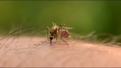 Ιός Δυτικού Νείλου: Πότε αναμένεται η αποκλιμάκωση