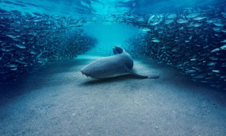 Το Blue Planet «τσαλακώνεται» για να δείξει ότι δεν είναι ΤΝ Το Blue Planet «τσαλακώνεται» για να δείξει ότι δεν είναι ΤΝ
