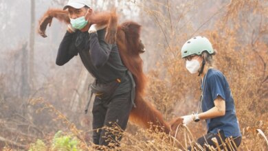 Βόρνεο: Ουρακοτάγκοι επιστρέφουν στη φύση μετά την απειλή των πυρκαγιών Βόρνεο: Ουρακοτάγκοι επιστρέφουν στη φύση μετά την απειλή των πυρκαγιών
