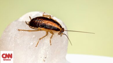 Νόμπελ για… κατσαρίδες: Ερευνητές πήραν το βραβείο για τις πρωτεΐνες που περιέχει το γάλα τους Νόμπελ για… κατσαρίδες: Ερευνητές πήραν το βραβείο για τις πρωτεΐνες που περιέχει το γάλα τους