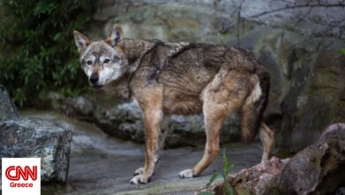 Πώς θα γίνει η απομάκρυνση του λύκου από την Πάρνηθα – Οι 2+1 λόγοι που εξοικειώθηκε με τον άνθρωπο