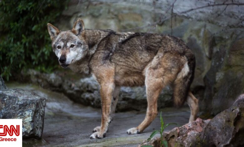Πώς θα γίνει η απομάκρυνση του λύκου από την Πάρνηθα – Οι 2+1 λόγοι που εξοικειώθηκε με τον άνθρωπο