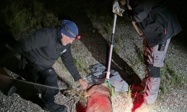 Πάρνηθα: Απομακρύνθηκε ο λύκος που είχε επιτεθεί σε δρομέα-Μία εβδομάδα προσπαθούσαν να το συλλάβουν