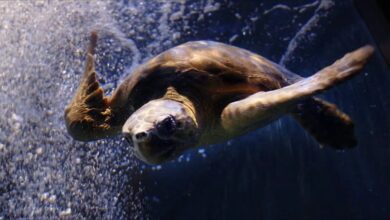 Πέθανε ο Όμηρος, η τυφλή Caretta caretta που ταξίδεψε από το Γύθειο στην Αγγλία